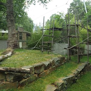 Eastern lowland gorilla and Western lowland gorilla exhibit, 2023-07-02