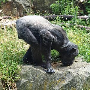 Chimpanzee (Pan troglodytes), 2023-07-02