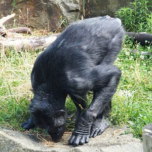 Chimpanzee (Pan troglodytes), 2023-07-02