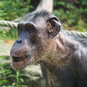 Chimpanzee (Pan troglodytes), 2023-07-02