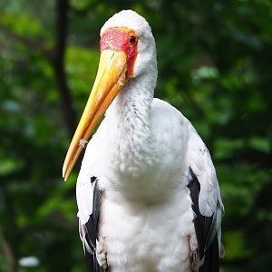 Yellow-billed stork (Mycteria ibis), 2023-07-02