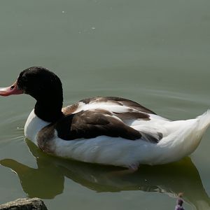 Common shelduck (Tadorna tadorna)