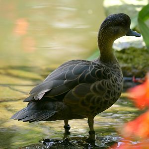 Sunda teal (Anas gibberifrons)