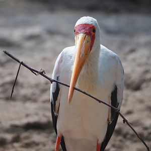Yellow-billed stork (Mycteria ibis), 2023-07-02