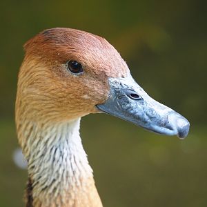 Fulvous whistling duck (Dendrocygna bicolor), 2023-07-02