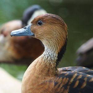 Fulvous whistling duck (Dendrocygna bicolor), 2023-07-02