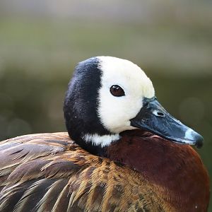 White-faced whistling duck (Dendrocygna viduata), 2023-07-02