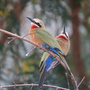 World of Birds - White-Fronted Bee-Eater