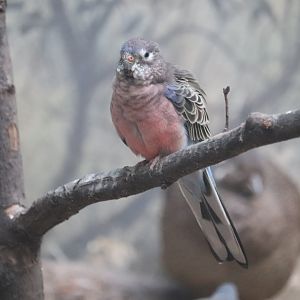 World of Birds - Bourke's Parrot