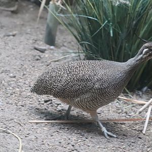 World of Birds - Elegant Crested Tinamou