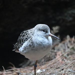 World of Birds - Ruff