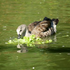 Blue-winged goose (Cyanochen cyanoptera)