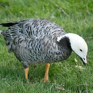 Emperor goose (Anser canagicus)