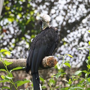 Black-casqued hornbill (Ceratogymna atrata), 2023-07-02