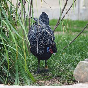Crested guineafowl (Guttera pucherani), 2023-07-02