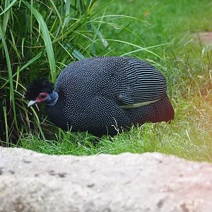 Crested guineafowl (Guttera pucherani), 2023-07-02