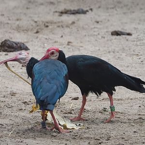 Southern bald ibises (Geronticus calvus), 2023-07-02