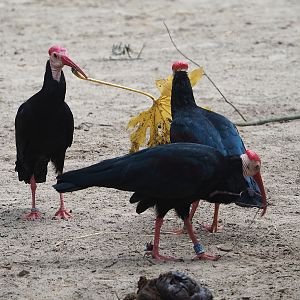 Southern bald ibises (Geronticus calvus), 2023-07-02