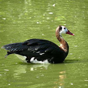 Spur-winged goose (Plectropterus gambensis)