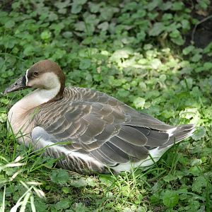 Swan goose (Anser cygnoides)
