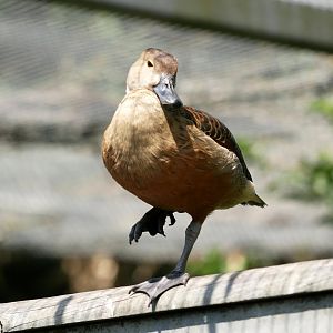 Lesser whistling duck (Dendrocygna javanica)