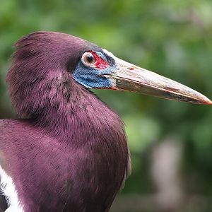 Abdim's stork (Ciconia abdimii), 2023-07-02