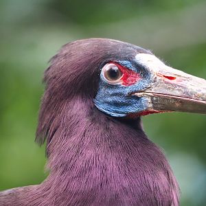Abdim's stork (Ciconia abdimii), 2023-07-02