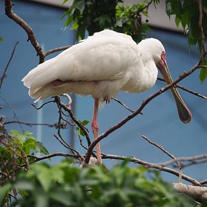 African spoonbill (Platalea alba), 2023-07-02