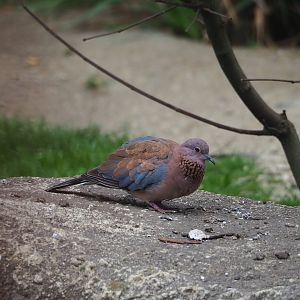 Laughing dove (Streptopelia senegalensis), 2023-07-02