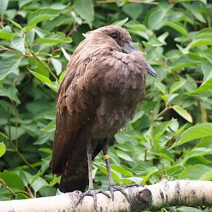 Hamerkop (Scopus umbretta), 2023-07-02