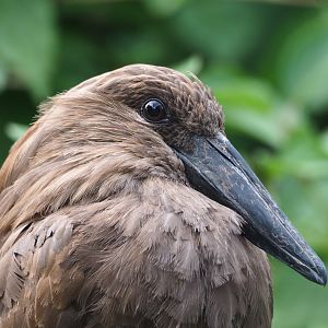 Hamerkop (Scopus umbretta), 2023-07-02