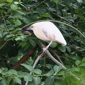 Madagascar pond heron (Ardeola idae), 2023-07-02