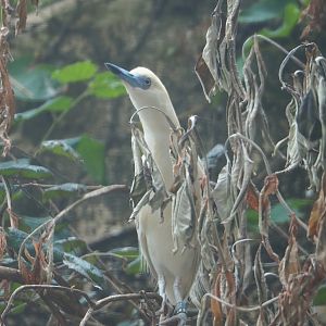 Madagascar pond heron (Ardeola idae), 2023-07-02