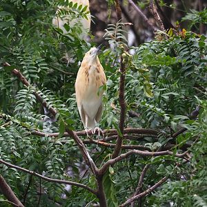 Madagascar pond heron (Ardeola idae), 2023-07-02
