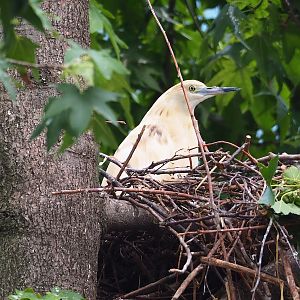 Madagascar pond heron (Ardeola idae), 2023-07-02