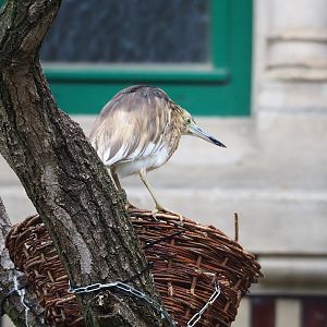 Madagascar pond heron (Ardeola idae), 2023-07-02
