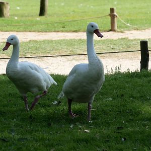 Coscoroba swan (Coscoroba coscoroba)