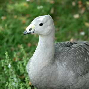 Cape barren goose (Cereopsis novaehollandiae)