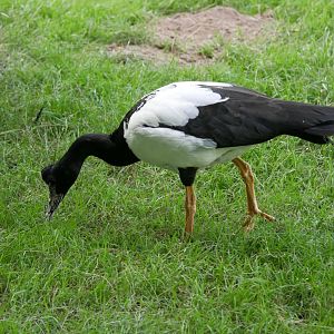 Magpie goose (Anseranas semipalmata)