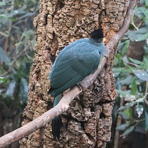 World of Birds - Great Blue Turaco