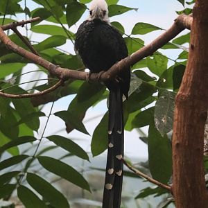 World of Birds - White-Crested Hornbill