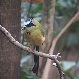 World of Birds Amazonian Motmot