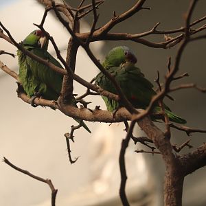 World of Birds - Lilac-Crowned Amazon