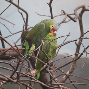 World of Birds - Red-Lored Amazon