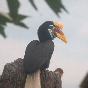 World of Birds - Sulawesi Knobbed Hornbill
