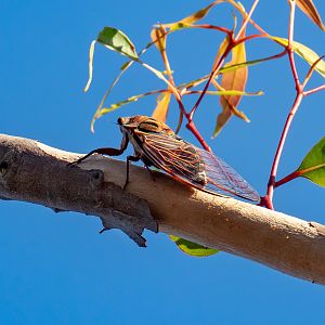 Double Drummer Cicada