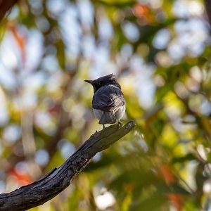 Leaden Flycatcher