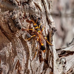 Mud-dauber Wasp