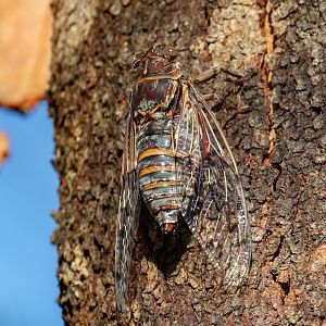 Razor Grinder Cicada