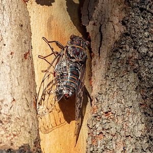 Razor Grinder Cicada